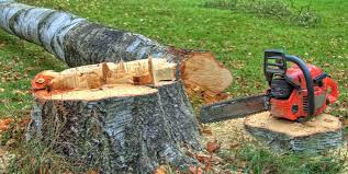 Best Commercial Tree Services  in Rden City, GA