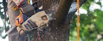 Best Tree Risk Assessment  in Rden City, GA