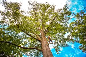 Best Lot and Land Clearing  in Rden City, GA