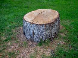 Best Leaf Removal  in Rden City, GA