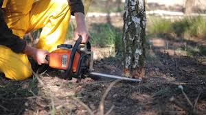 Rden City, GA Tree Care Pros