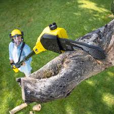 Best Tree Cabling and Bracing  in Rden City, GA