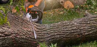 Best Storm Damage Tree Cleanup  in Rden City, GA