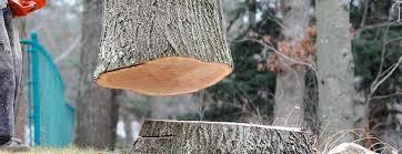 Best Hazardous Tree Removal  in Rden City, GA
