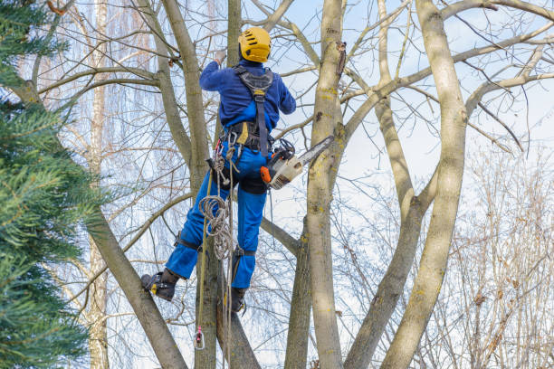 Best Tree Mulching  in Rden City, GA