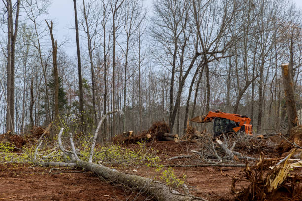 Seasonal Cleanup (Spring/Fall) in Garden City, GA