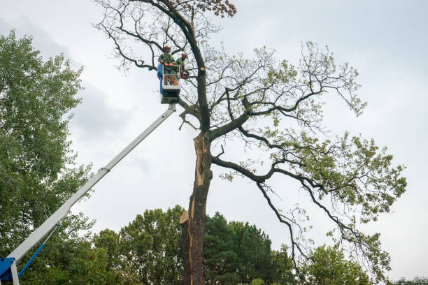 Reliable Garden City, GA Tree Care Solutions