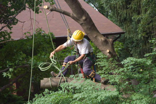 Best Fruit Tree Pruning  in Rden City, GA