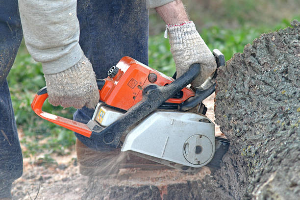 Best Grass Overseeding  in Rden City, GA