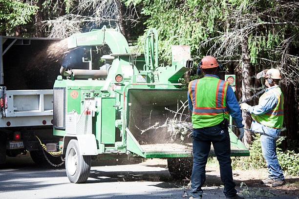 Best Tree Preservation Services  in Rden City, GA