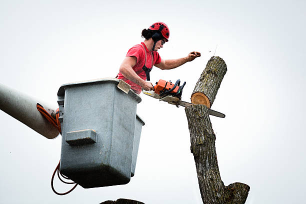 Best Firewood Processing and Delivery  in Rden City, GA