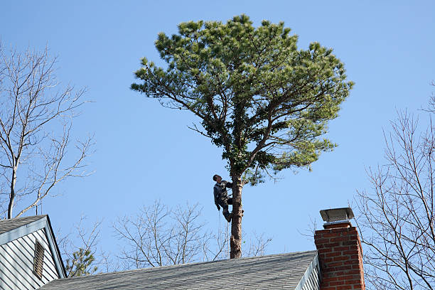 Best Lawn Pest Prevention  in Rden City, GA