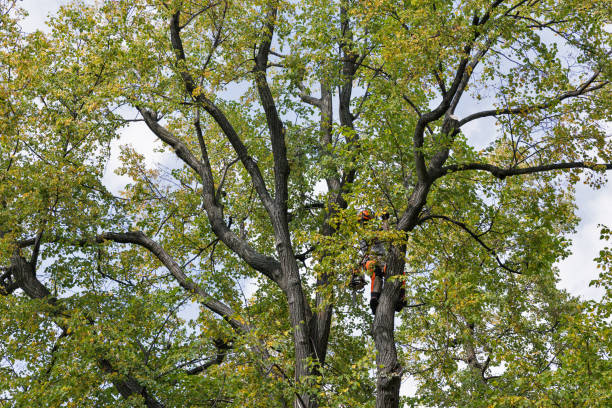 Best Tree Maintenance Programs  in Rden City, GA